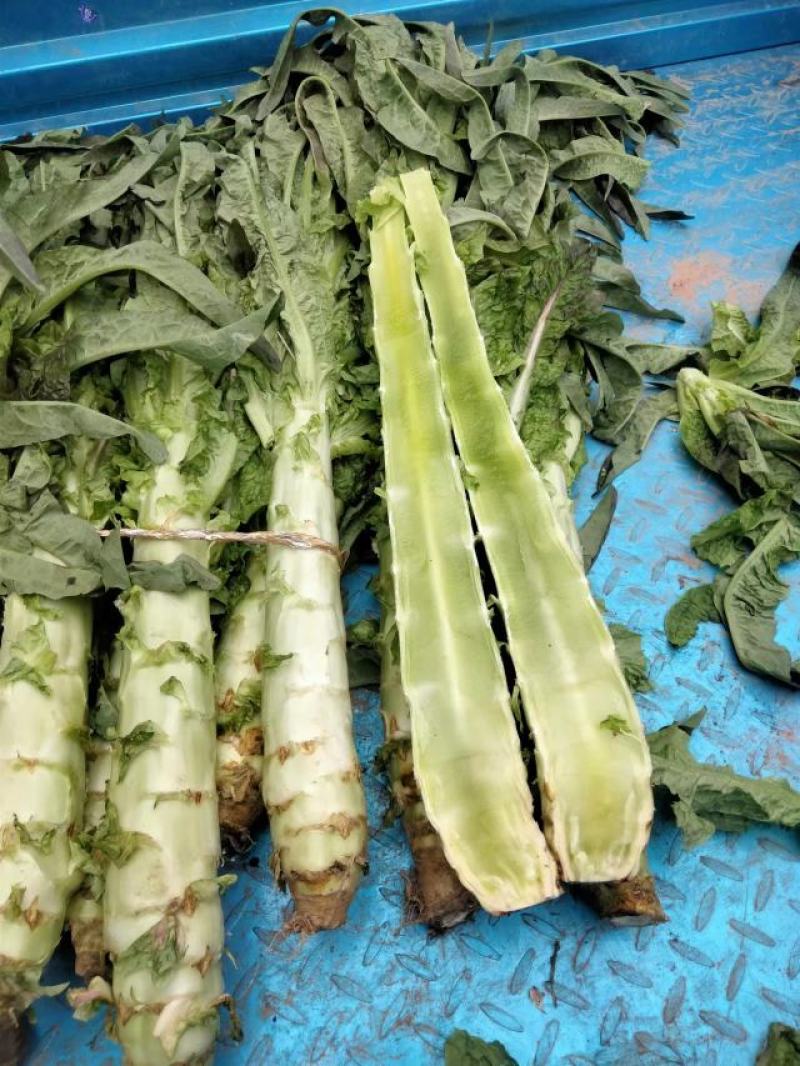 西红柿，圣利果，奥奇利，莴笋，大白菜，红菜苔，牛心菜等，