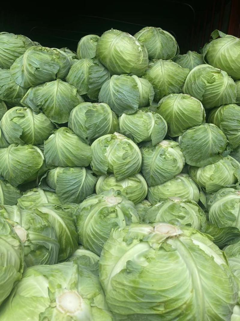 西红柿，圣利果，奥奇利，莴笋，大白菜，红菜苔，牛心菜等，