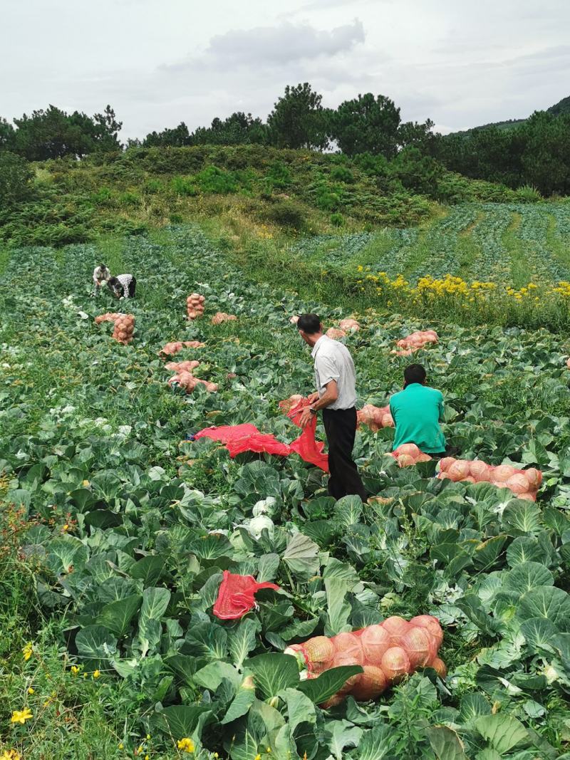 西红柿，圣利果，奥奇利，莴笋，大白菜，红菜苔，牛心菜等，