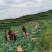西红柿，圣利果，奥奇利，莴笋，大白菜，红菜苔，牛心菜等，