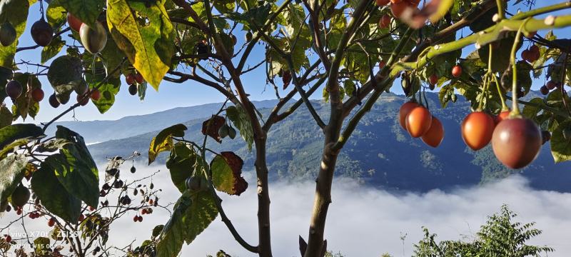 树番茄
