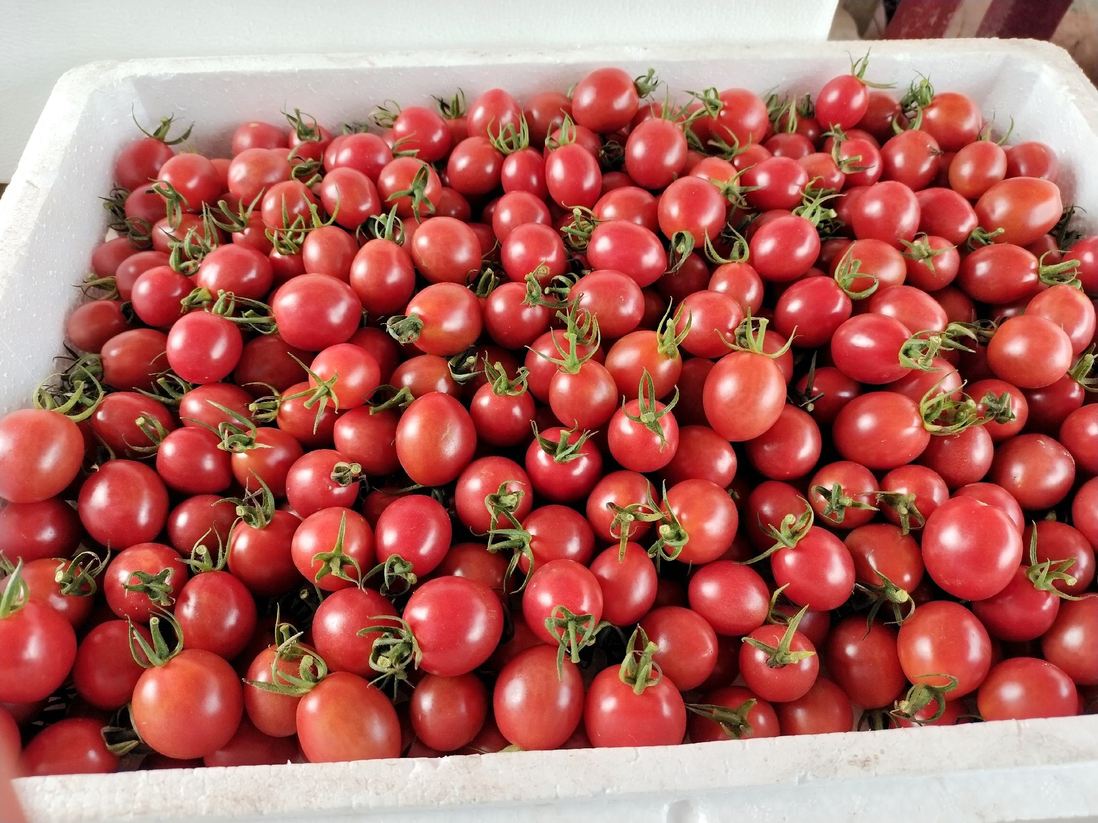 千禧圣女果切开剖面图：展示橙红果肉、凝胶状种腔、饱满晶莹汁液及均匀分布的微小种子