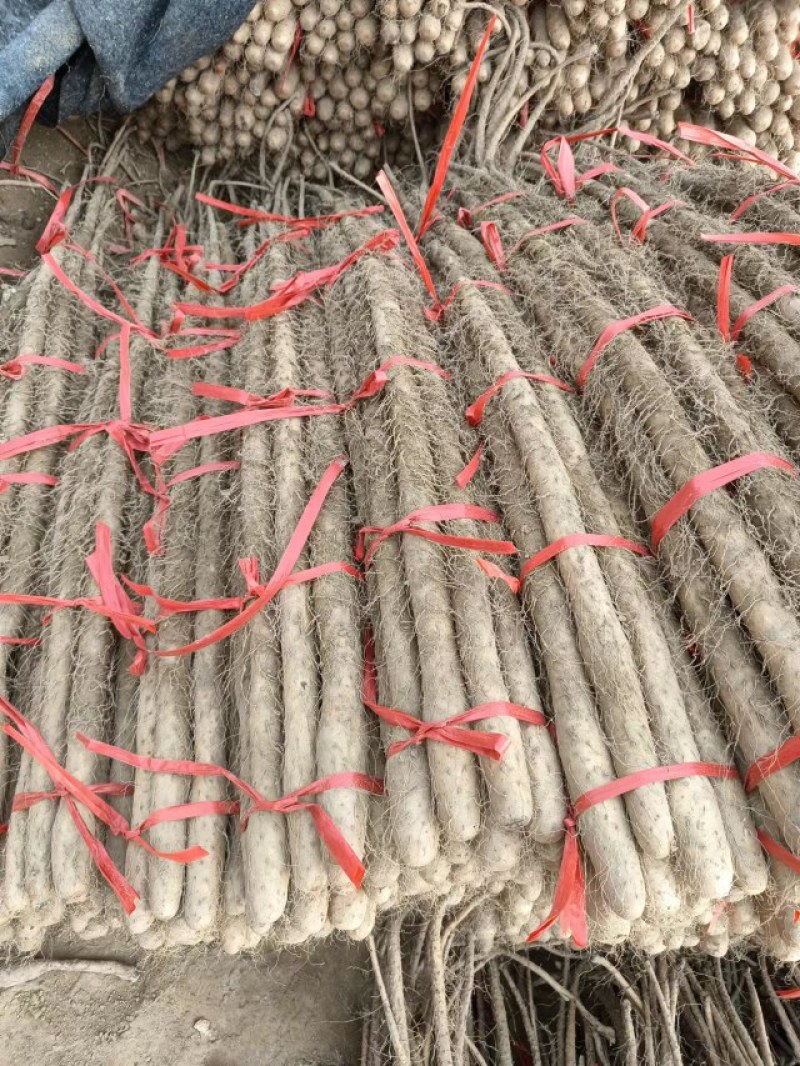正宗铁棍山药，源产地，沙土地种植。欢迎老板骚扰.