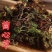 茴心草回心草茴薪草云南回心草无硫干货批发零售