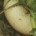 盘菜