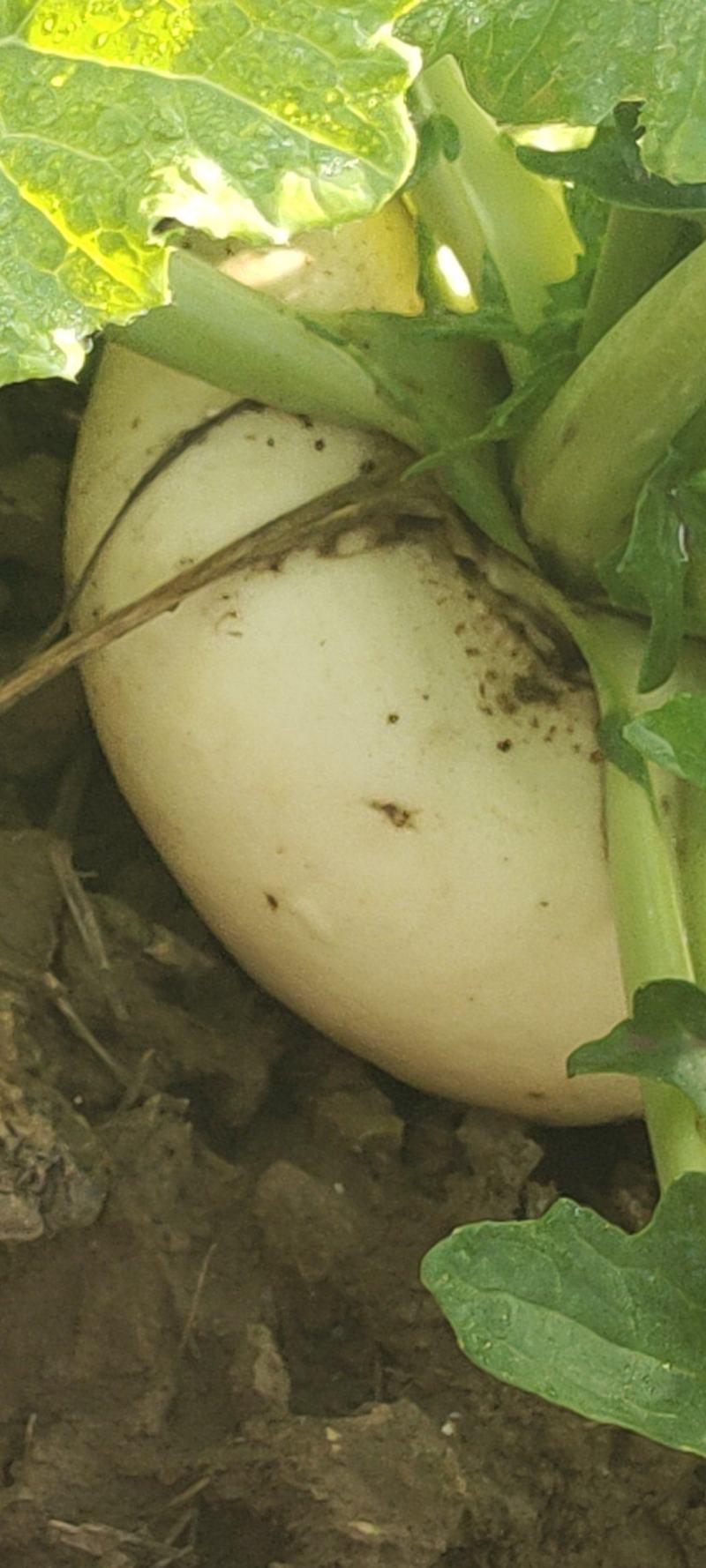 盘菜