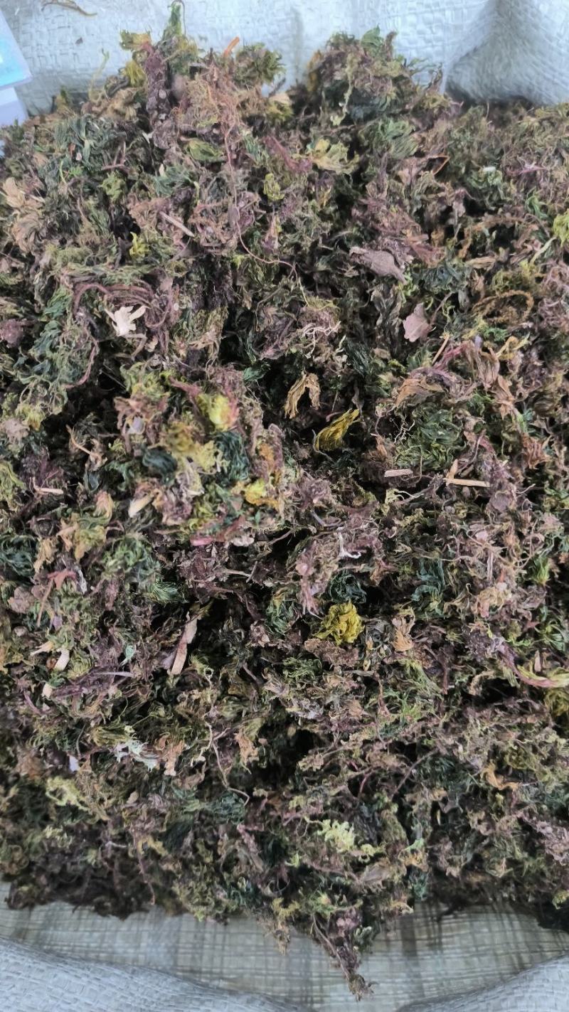 茴心草回心草茴薪草云南回心草无硫干货批发零售
