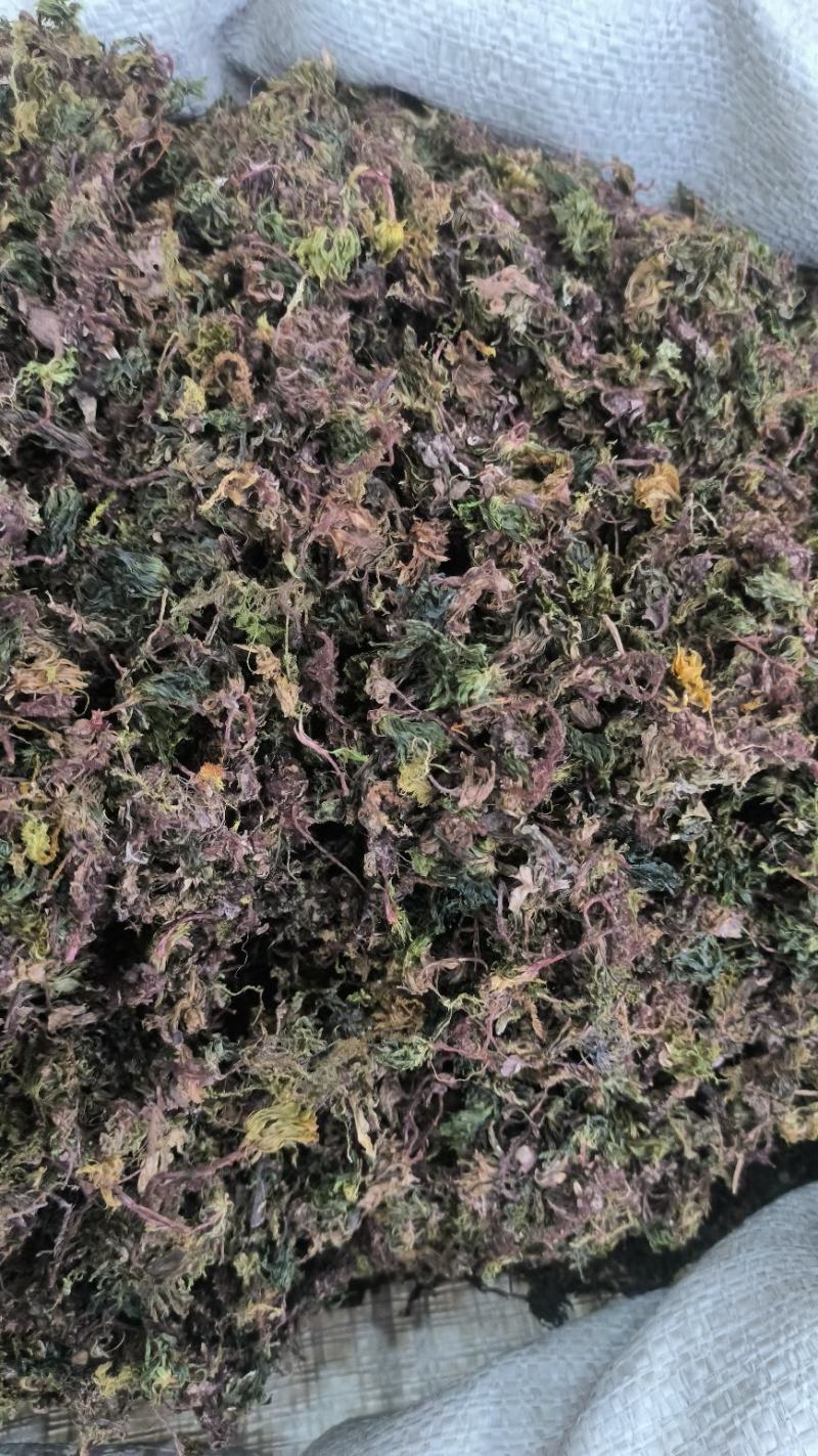 茴心草回心草茴薪草云南回心草无硫干货批发零售