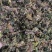 茴心草回心草茴薪草云南回心草无硫干货批发零售