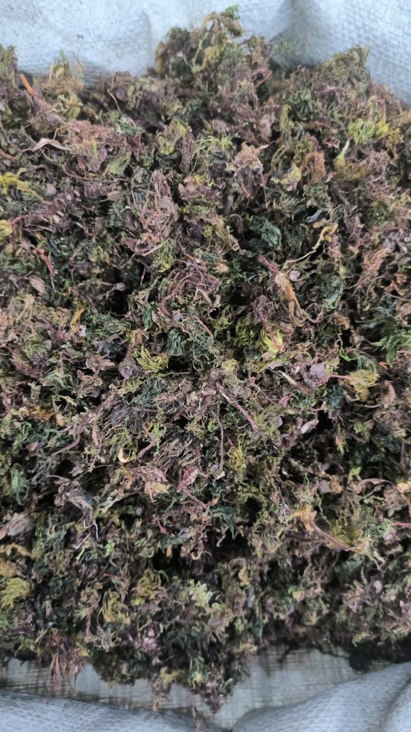 茴心草回心草茴薪草云南回心草无硫干货批发零售