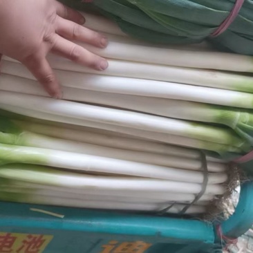 专业加工出售**刚葱，毛葱，半毛葱