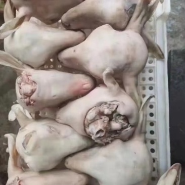 羊头，水退羊头，火烧羊头，一手货源全冷链供货
