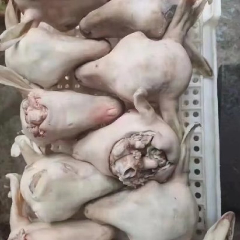 羊头，水退羊头，火烧羊头，一手货源全冷链供货