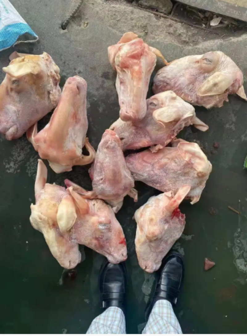 羊头，水退羊头，火烧羊头，一手货源全冷链供货