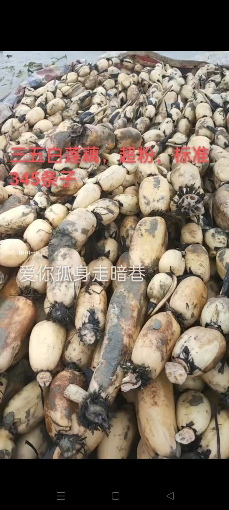 三五藕六号大量上市欢迎订购，也包括藕种大量订单
