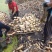 三五藕六号大量上市欢迎订购，也包括藕种大量订单