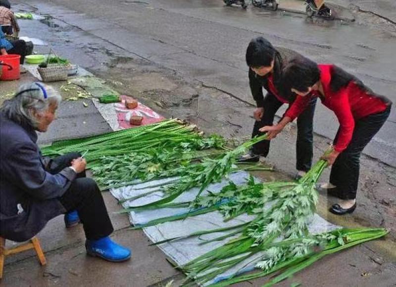 菖蒲