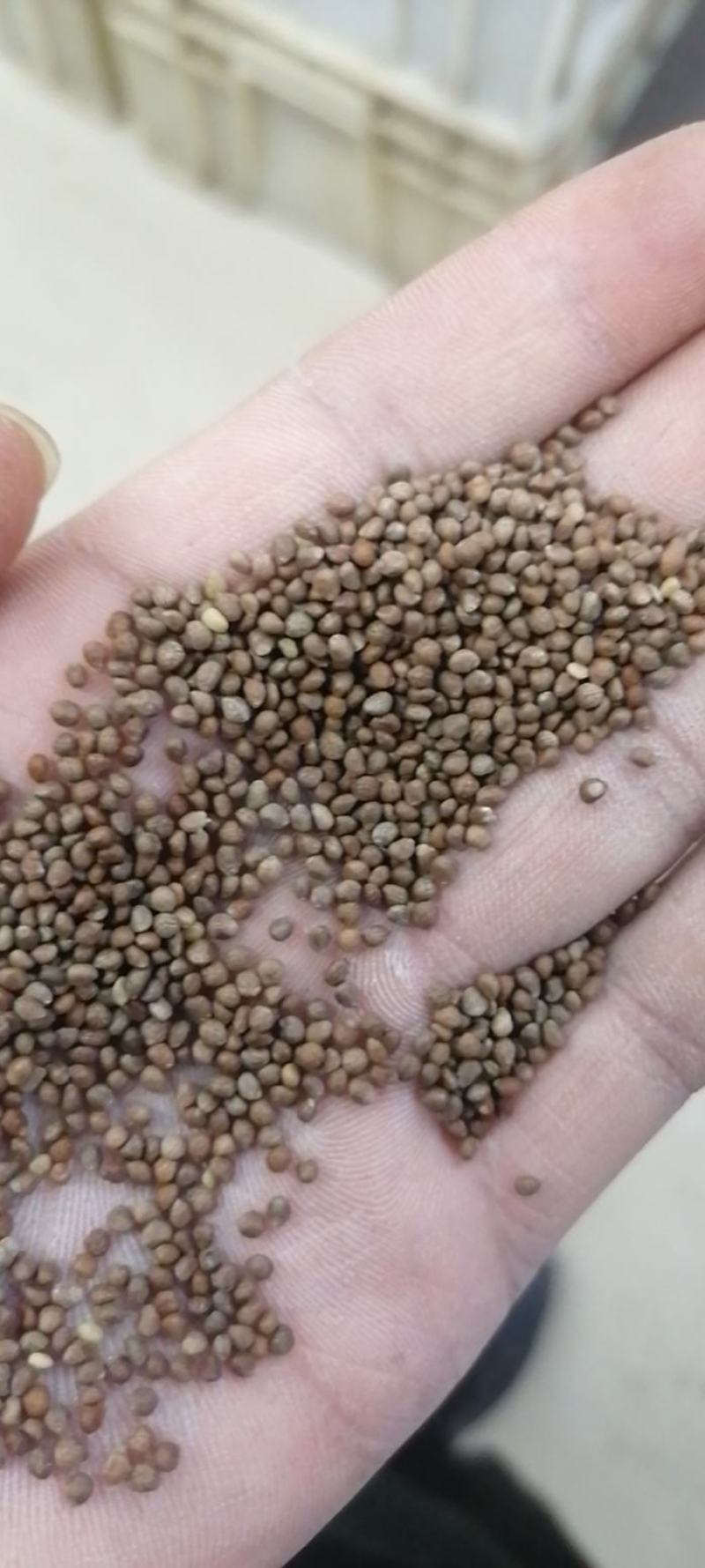苏子苏麻子榨油食品