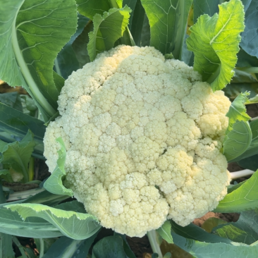 有机花菜花产地大量有货货源充足