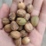 四川巴豆颜色好大量批发需要联系我