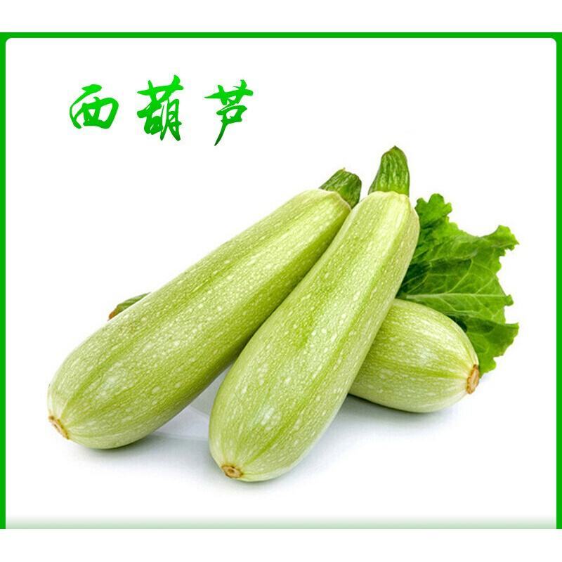 葫芦绿皮西葫芦大量上市色亮条直诚信供应欢迎采购
