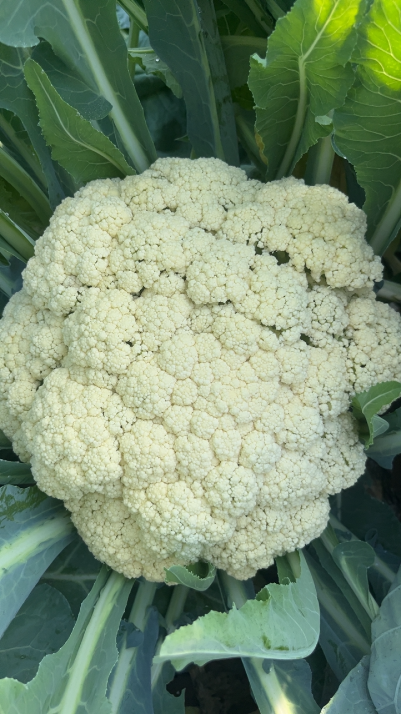有机花菜花产地大量有货货源充足