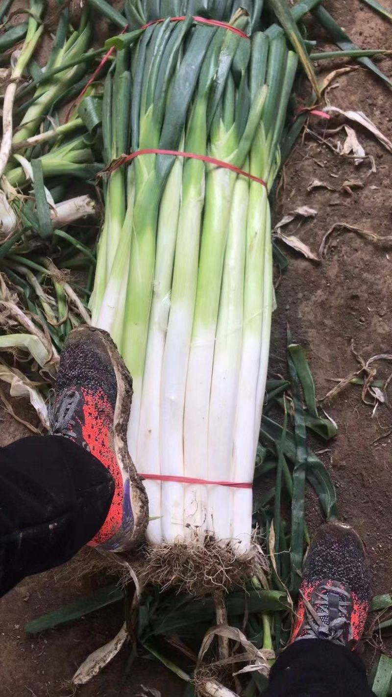 专业加工批发章丘大葱毛葱，半毛葱，净葱
