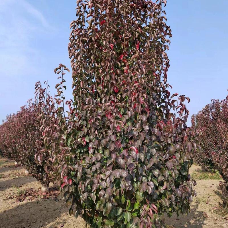 彩叶豆梨，基地种植面积广，品种多，规格全，数量大，