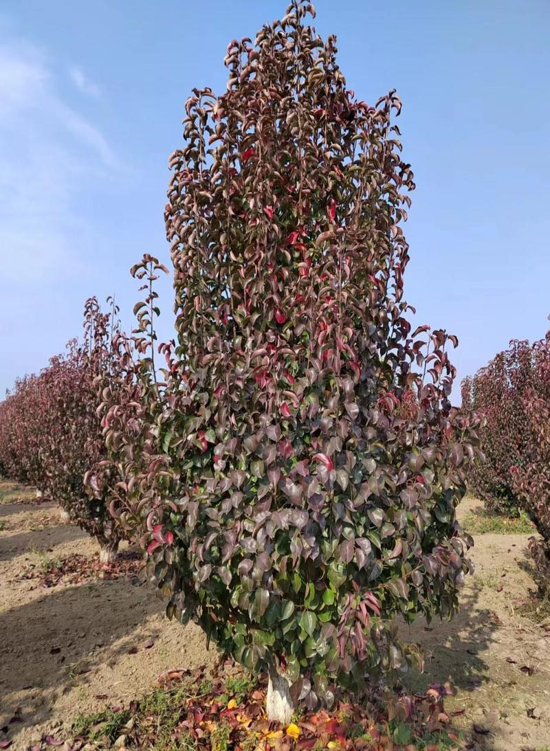 彩叶豆梨，基地种植面积广，品种多，规格全，数量大，