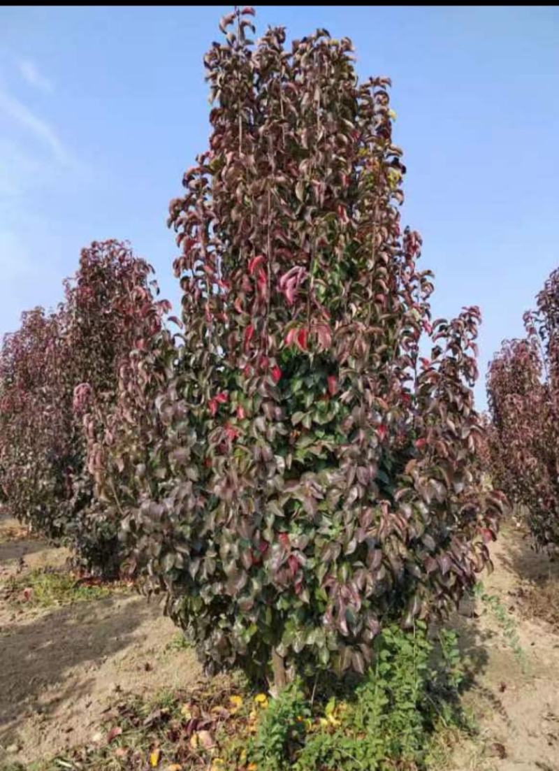 彩叶豆梨，基地种植面积广，品种多，规格全，数量大，