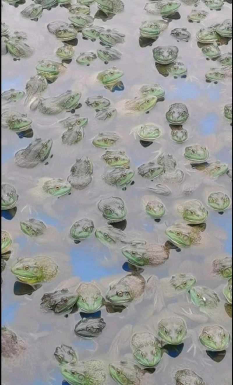 牛蛙产地大量活体牛蛙肉多多水产田鸡现货现捞现发活物