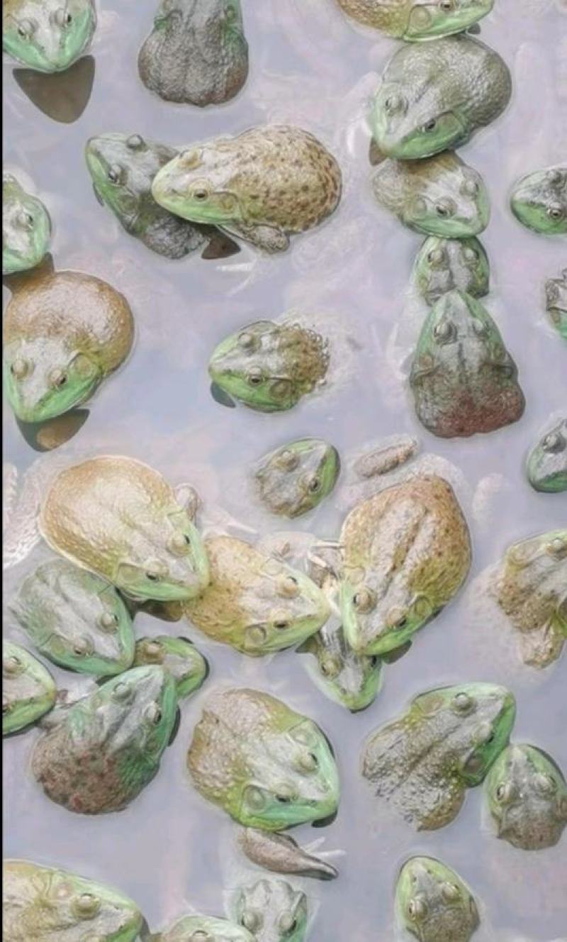 牛蛙产地大量活体牛蛙肉多多水产田鸡现货现捞现发活物