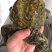 牛蛙产地大量活体牛蛙肉多多水产田鸡现货现捞现发活物