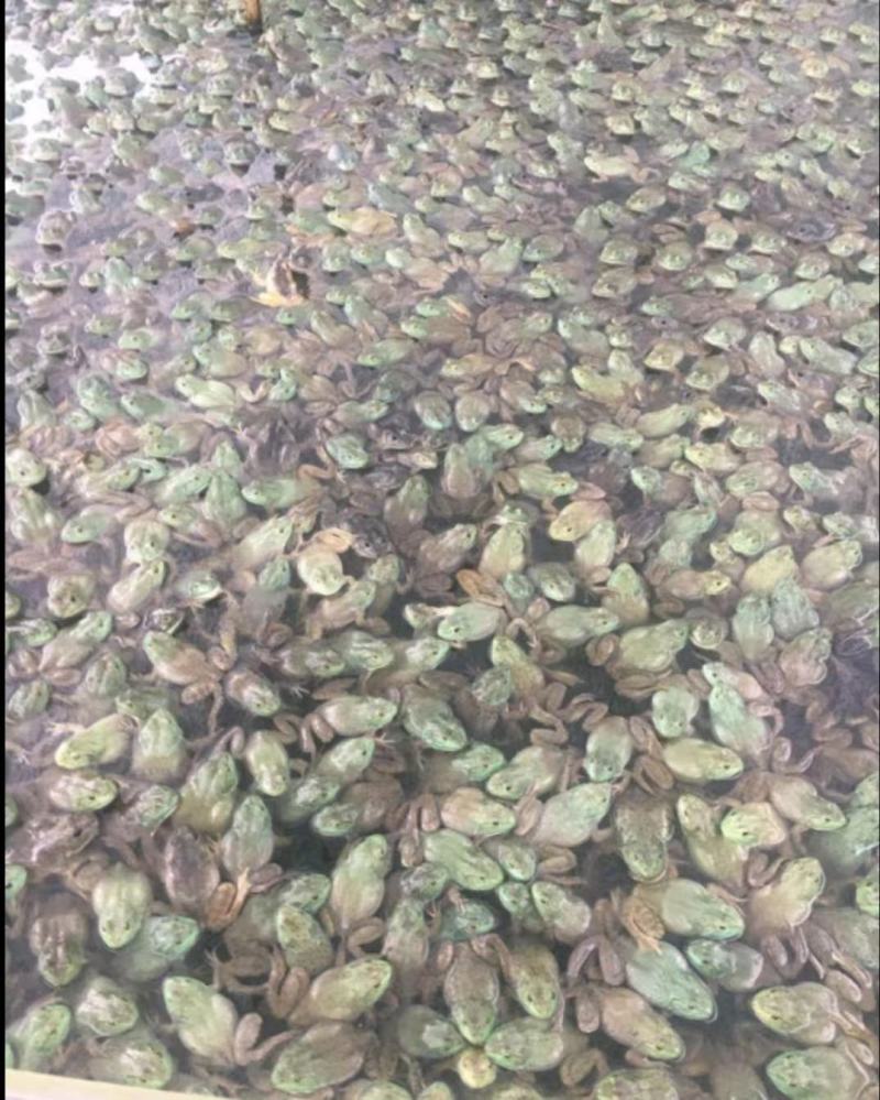 牛蛙产地大量活体牛蛙肉多多水产田鸡现货现捞现发活物