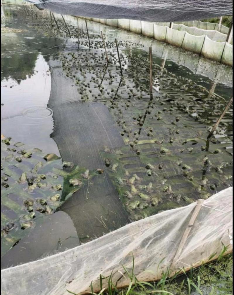 牛蛙产地大量活体牛蛙肉多多水产田鸡现货现捞现发活物