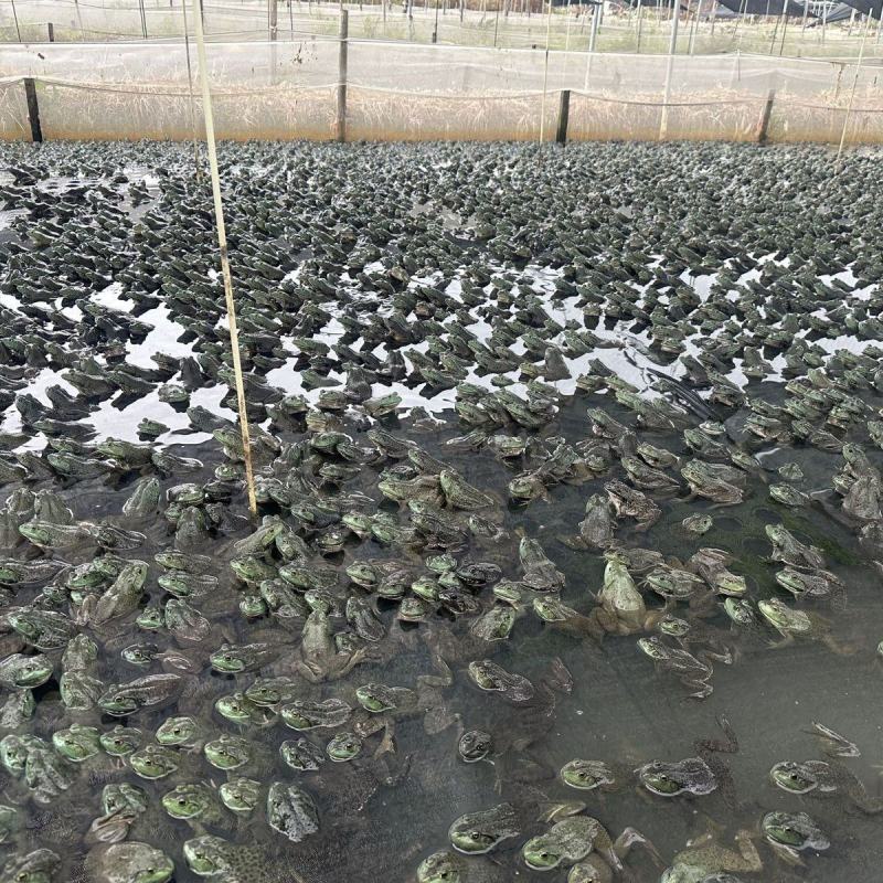 牛蛙产地大量活体牛蛙肉多多水产田鸡现货现捞现发活物