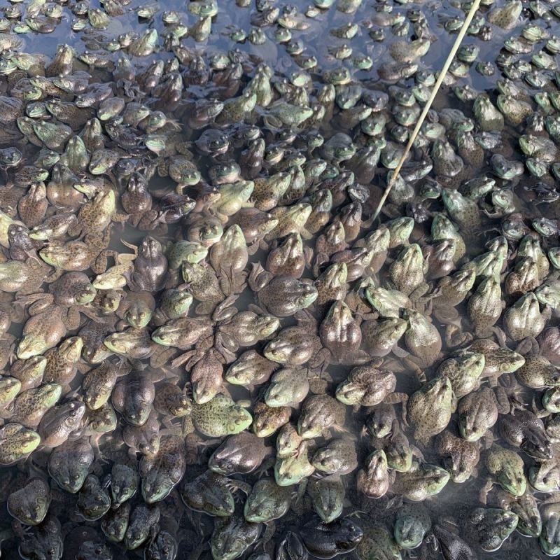 牛蛙产地大量活体牛蛙肉多多水产田鸡现货现捞现发活物