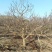 山嵖树，基地种植面积广，品种多，规格全，数量大