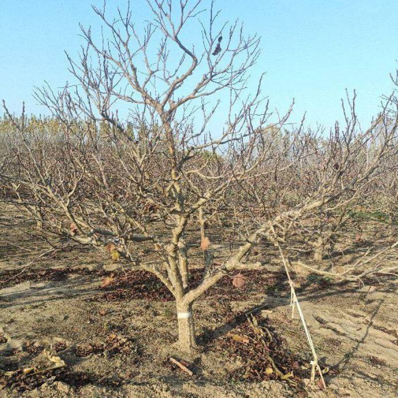 山嵖树，基地种植面积广，品种多，规格全，数量大