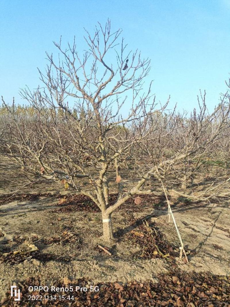 山嵖树，基地种植面积广，品种多，规格全，数量大
