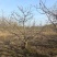 山嵖树，基地种植面积广，品种多，规格全，数量大