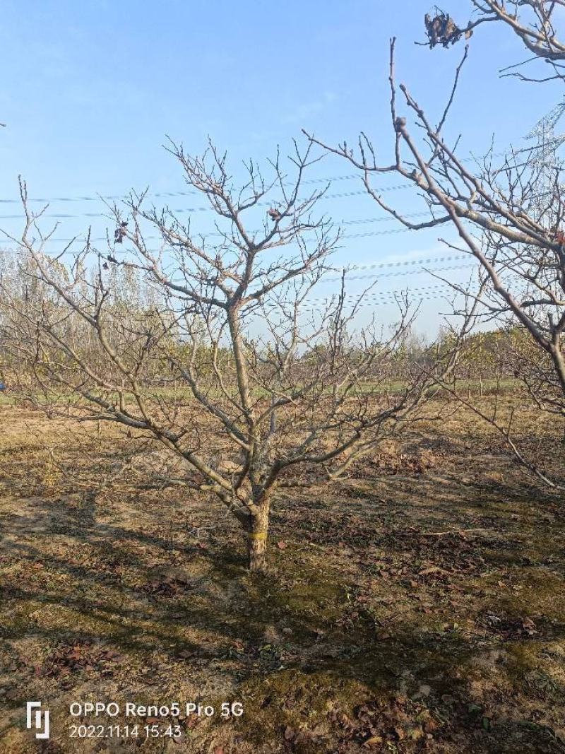 山嵖树，基地种植面积广，品种多，规格全，数量大
