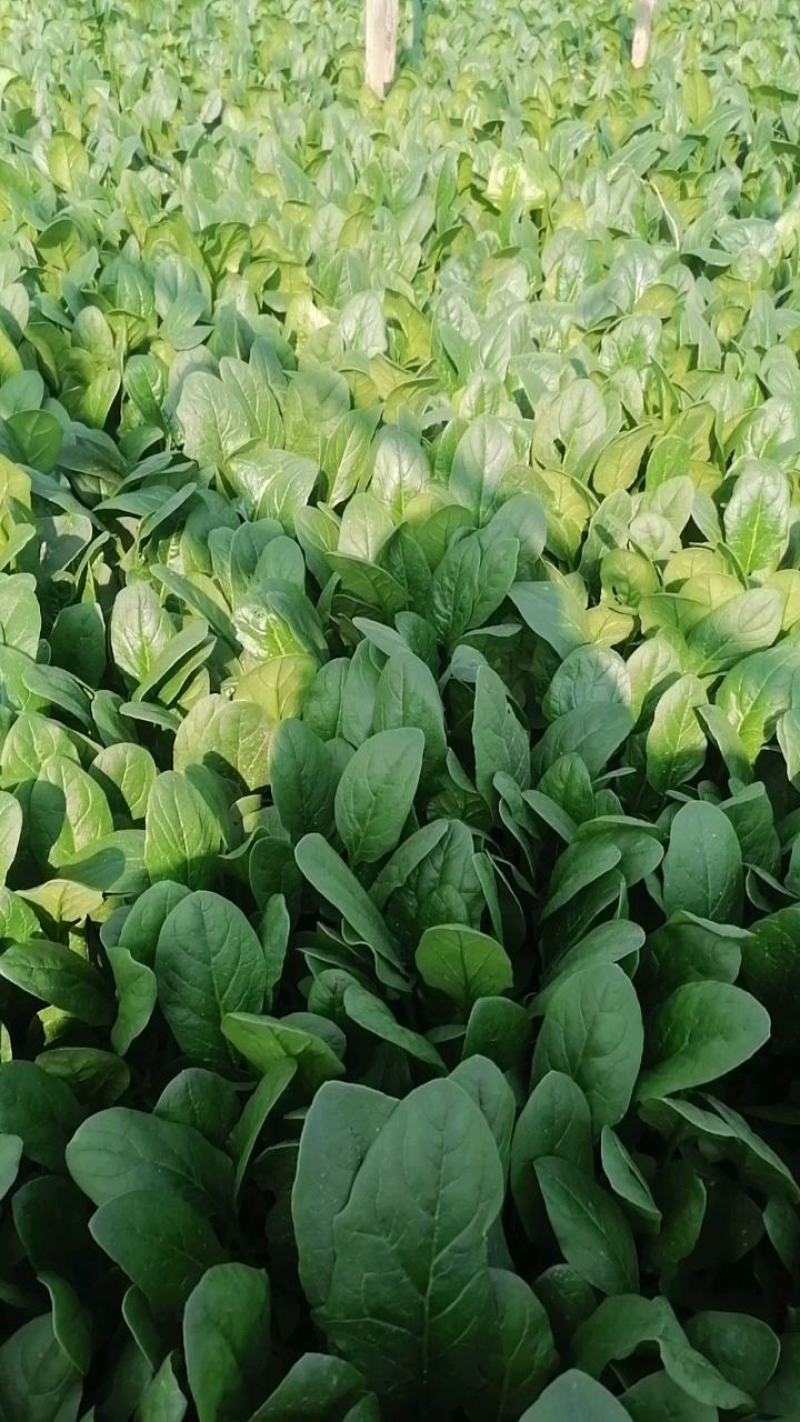 大叶菠菜天天接单中