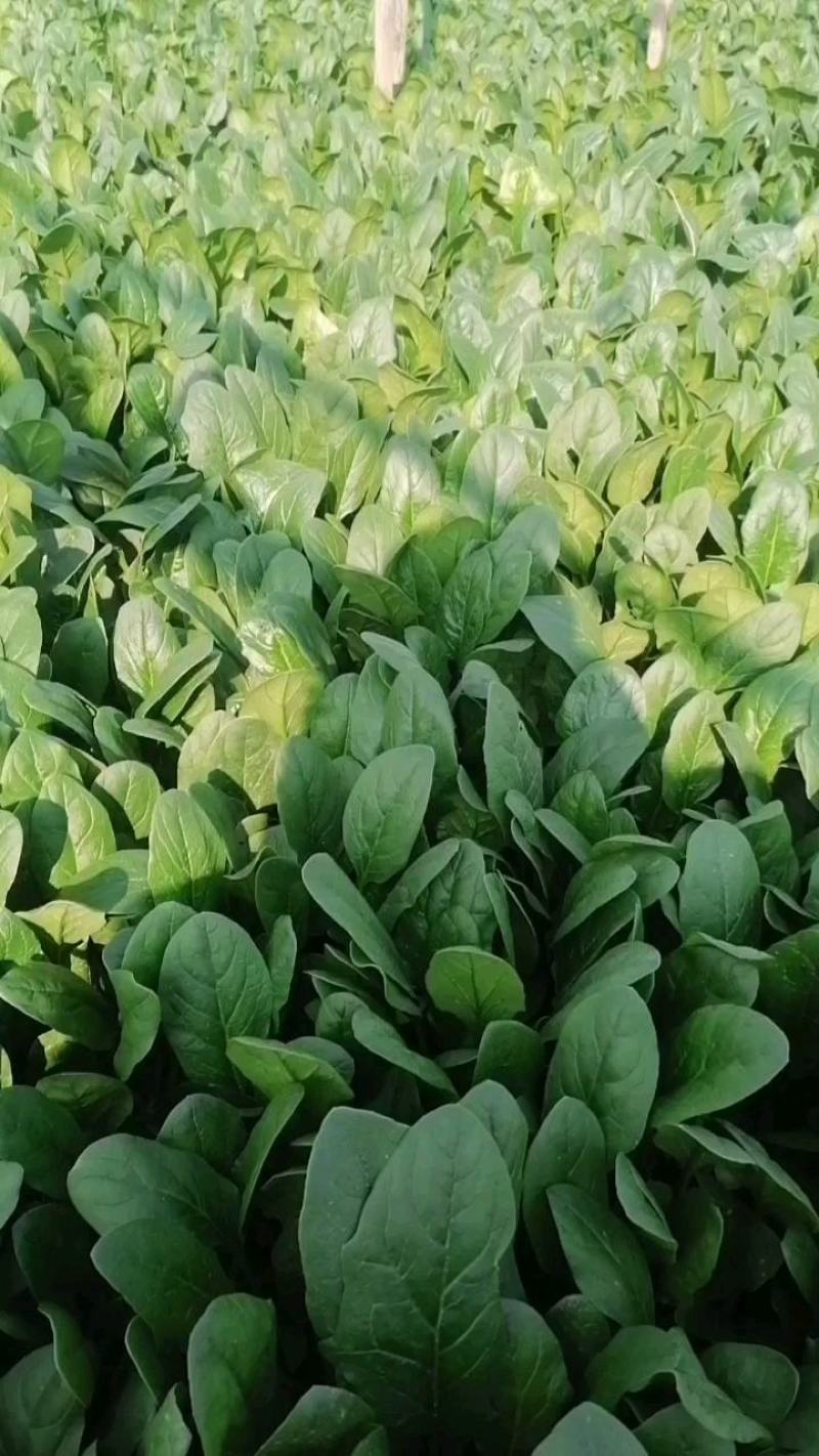大叶菠菜天天接单中