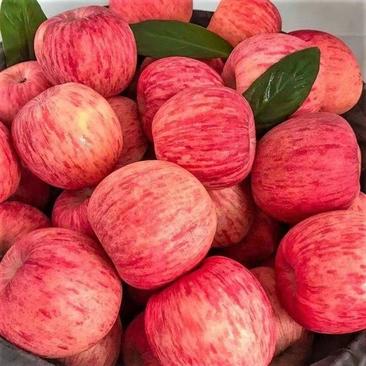 山东苹果。纸袋红富士苹果大量上市。产地货源口感脆甜