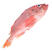【现捕现发】超大红石斑鱼活体新鲜冷冻深海鱼富贵鱼大眼鱼