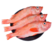 【现捕现发】超大红石斑鱼活体新鲜冷冻深海鱼富贵鱼大眼鱼