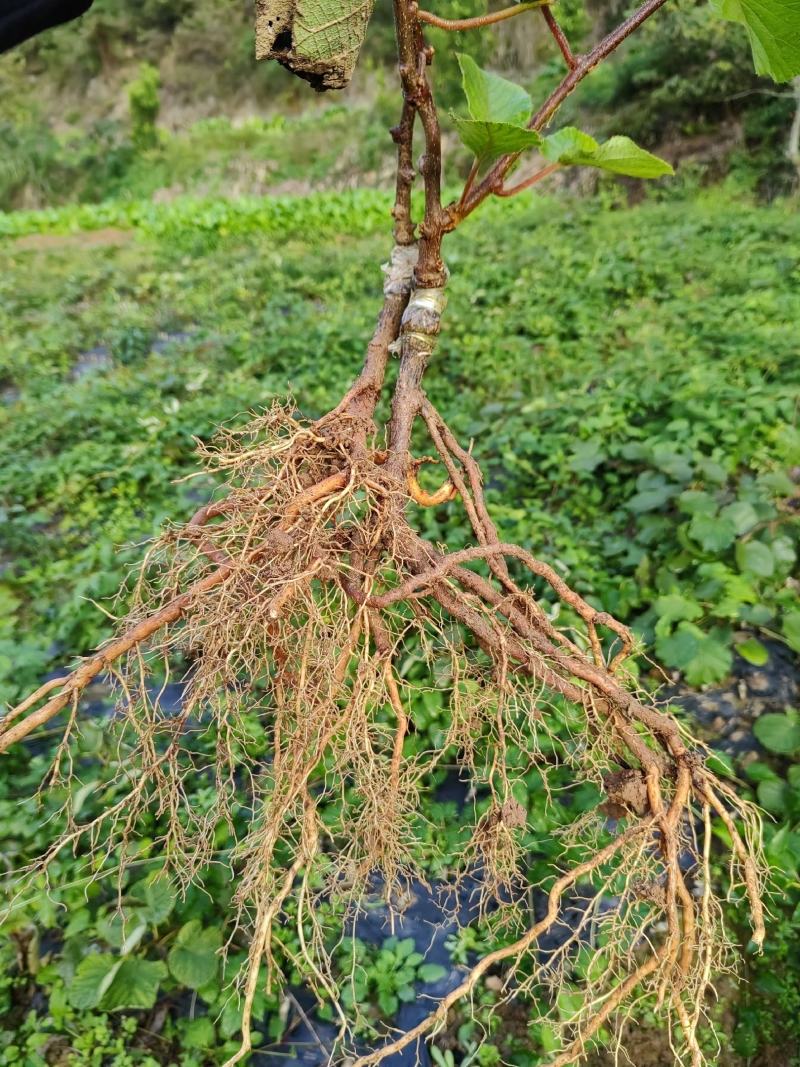 翠香猕猴桃嫁接苗对鄂水洋桃嫁接苗免费提供技术保证品种