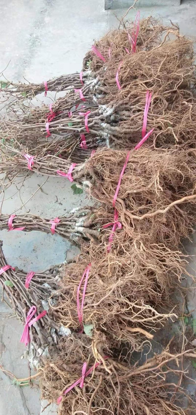翠香猕猴桃嫁接苗对鄂水洋桃嫁接苗免费提供技术保证品种