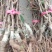翠香猕猴桃嫁接苗对鄂水洋桃嫁接苗免费提供技术保证品种
